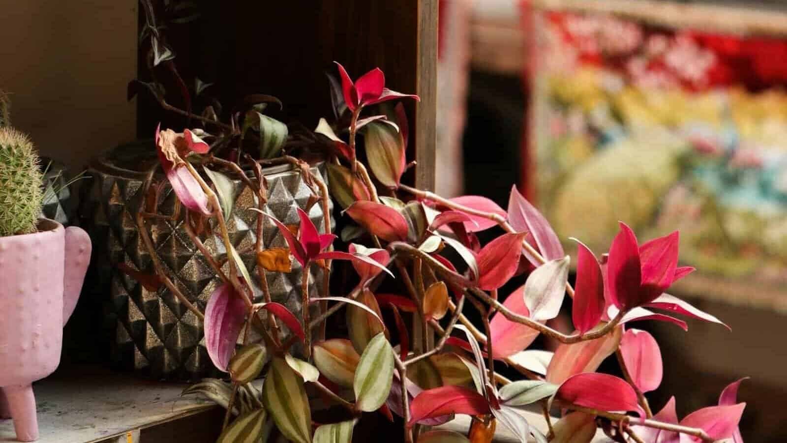 A vibrant indoor shelf with decorative flowerpots featuring cacti and leafy plants.