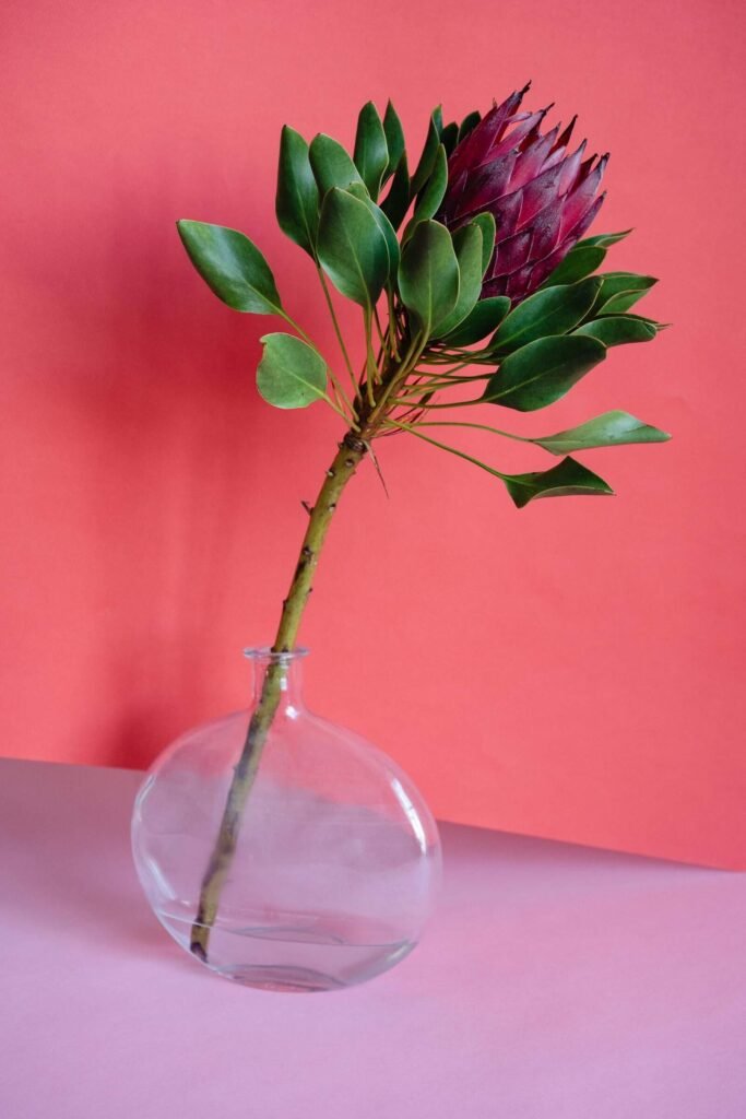 A vibrant protea flower displayed in a clear glass vase against a pink backdrop, highlighting its natural beauty.