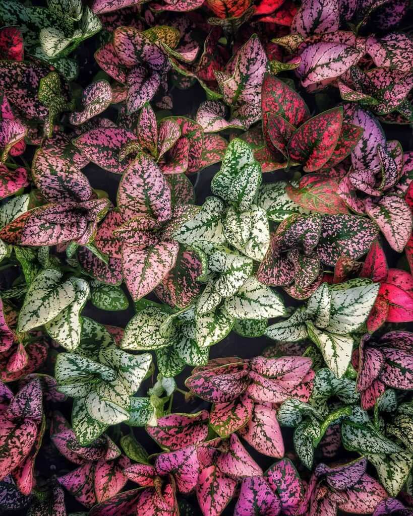 Vibrant close-up of Hypoestes foliage displaying rich patterns and colors, ideal for botanical themes.