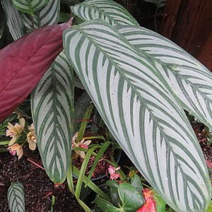 Calathea roseapicta    Marantaceae    Amazonian, mainly a houseplant