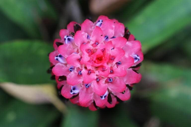 Bromeliad Pink Sensation