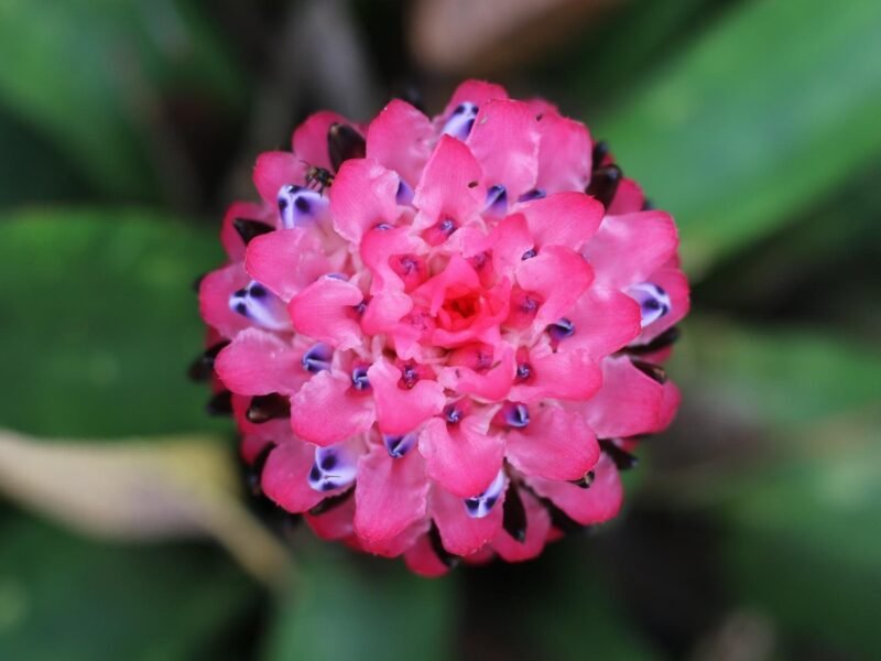 Close up image of bromeliad