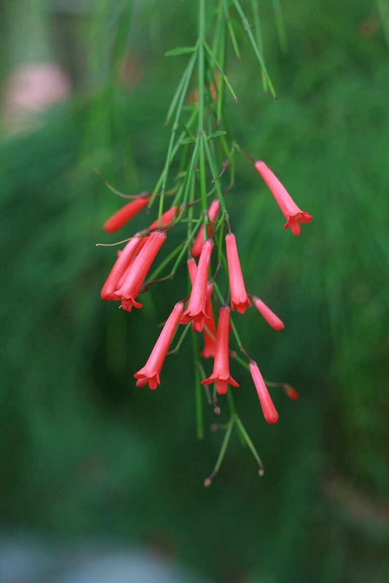 Firecracker plant (pink forms)