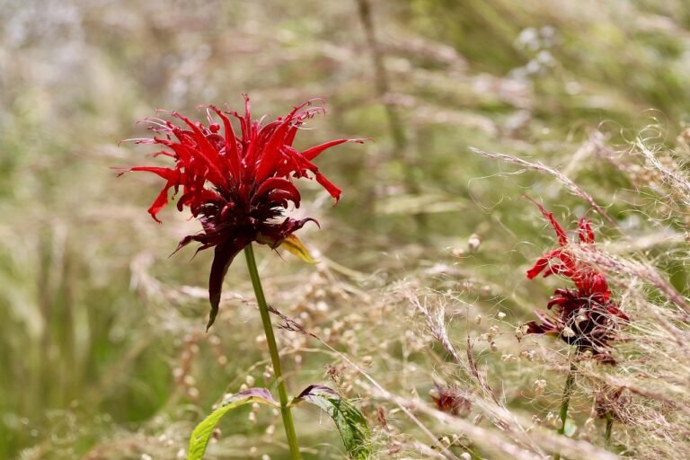 Bee Balm