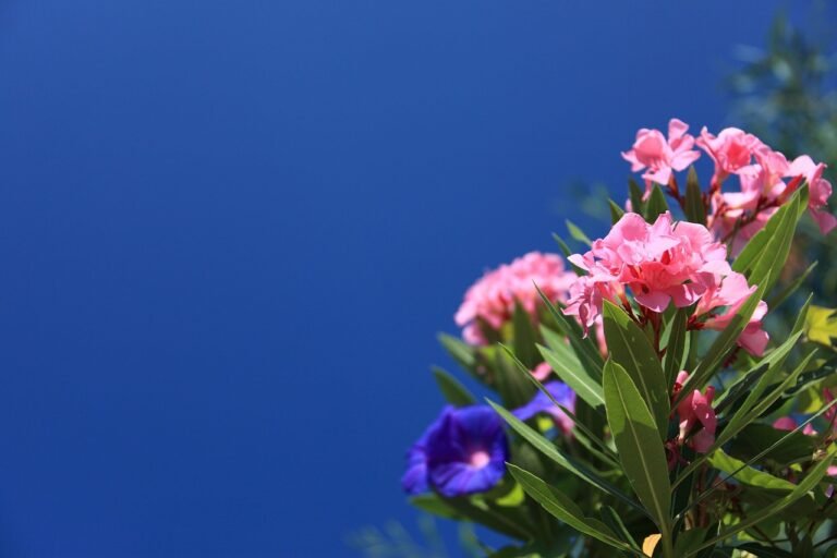 Oleander