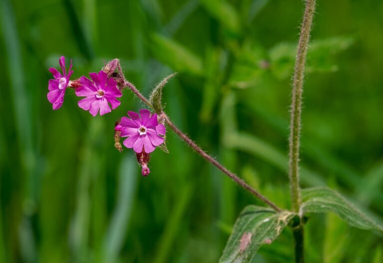 Red campion (pink)