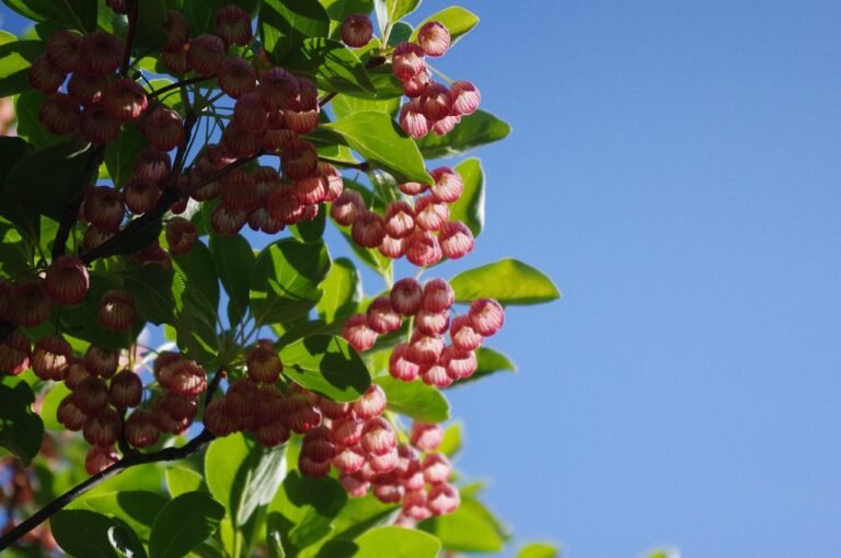 Redvein enkianthus (pink blossom)