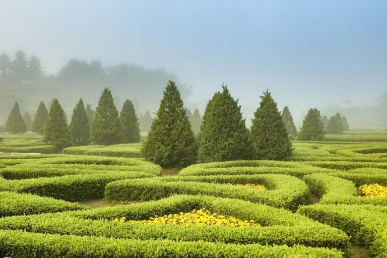 Pink Sensation Water Lily