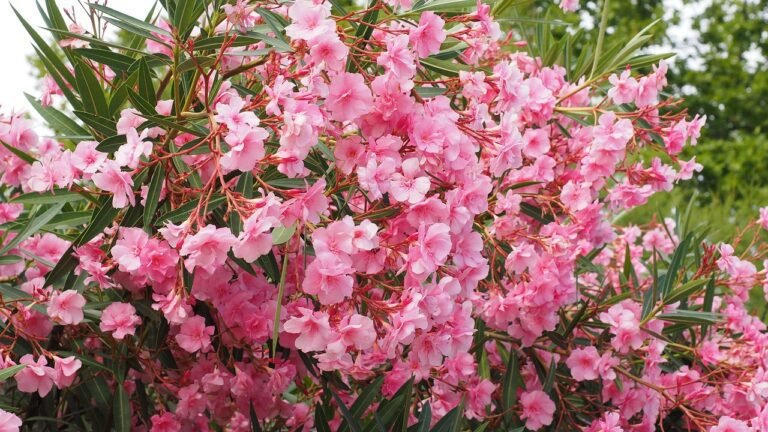 Oleander (pink)