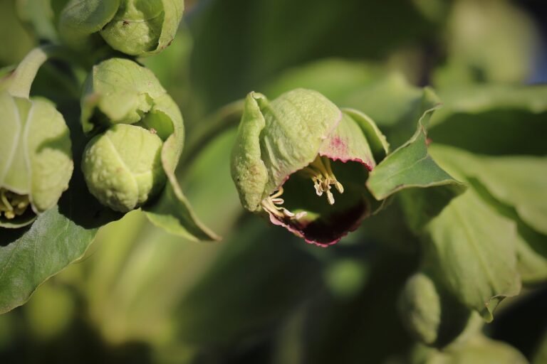 Hellebore