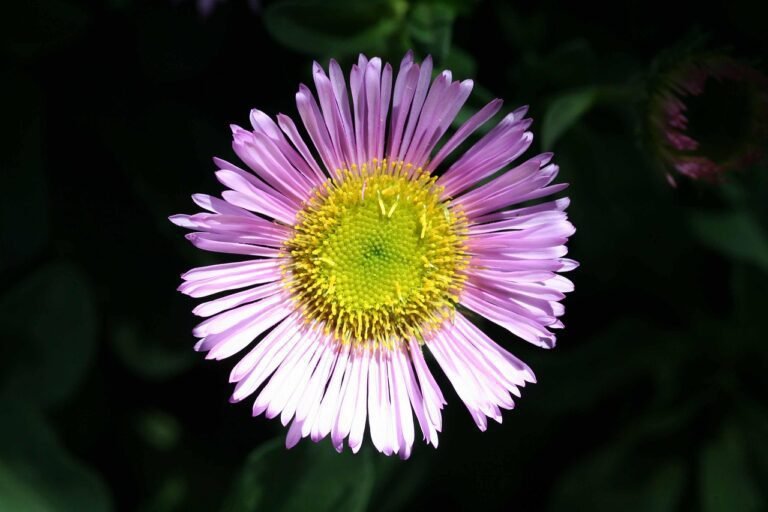 Mexican fleabane (pink)