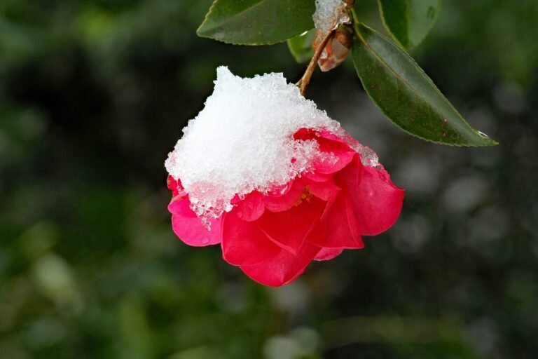 Flowering Pink Shrubs