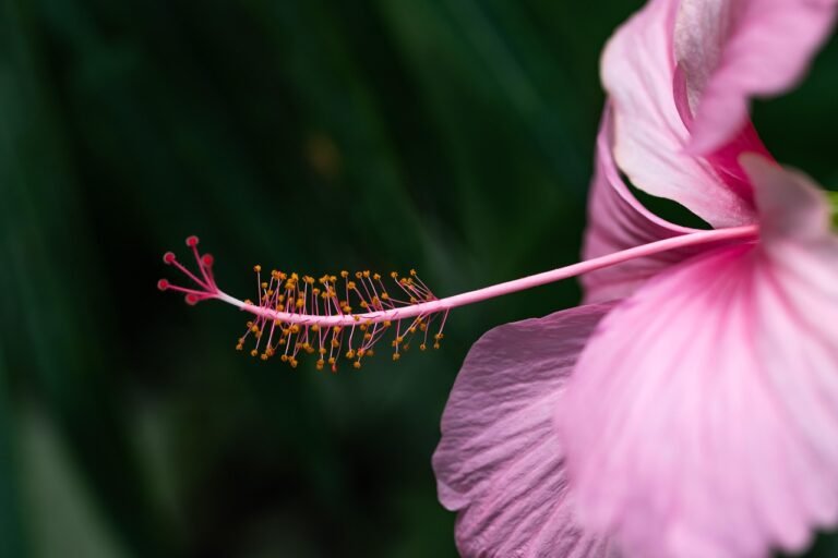Tropical hibiscus (pink)
