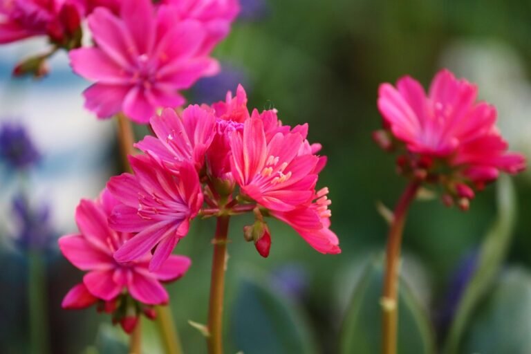 Lewisia (pink)