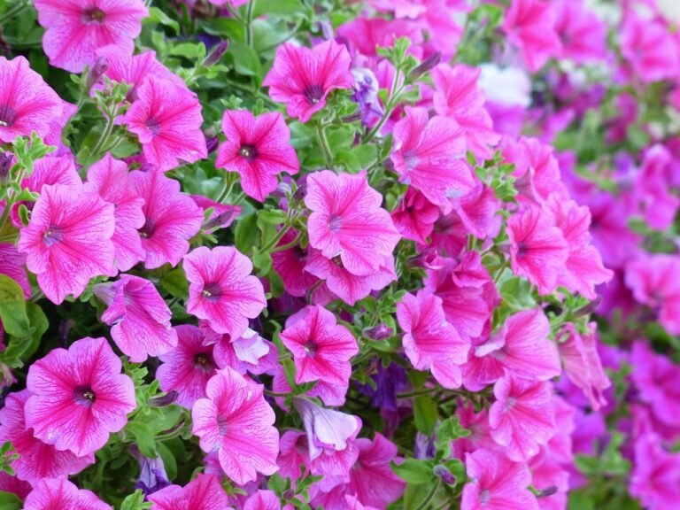 Petunia (pink)