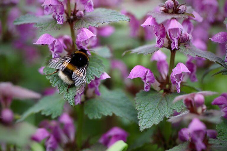Dead Nettle