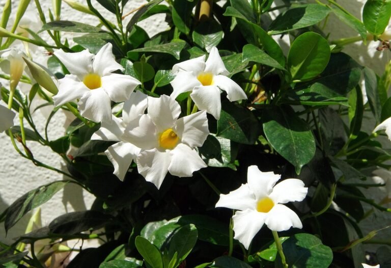 Mandevilla