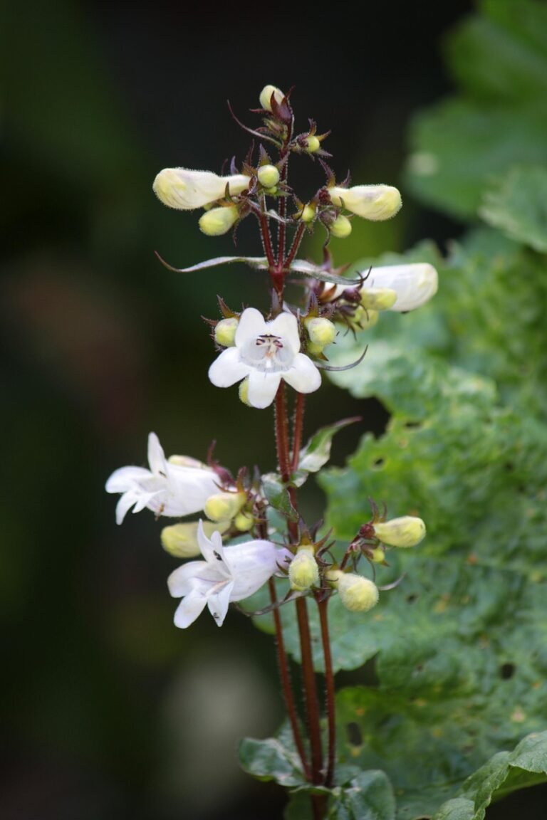 Penstemon