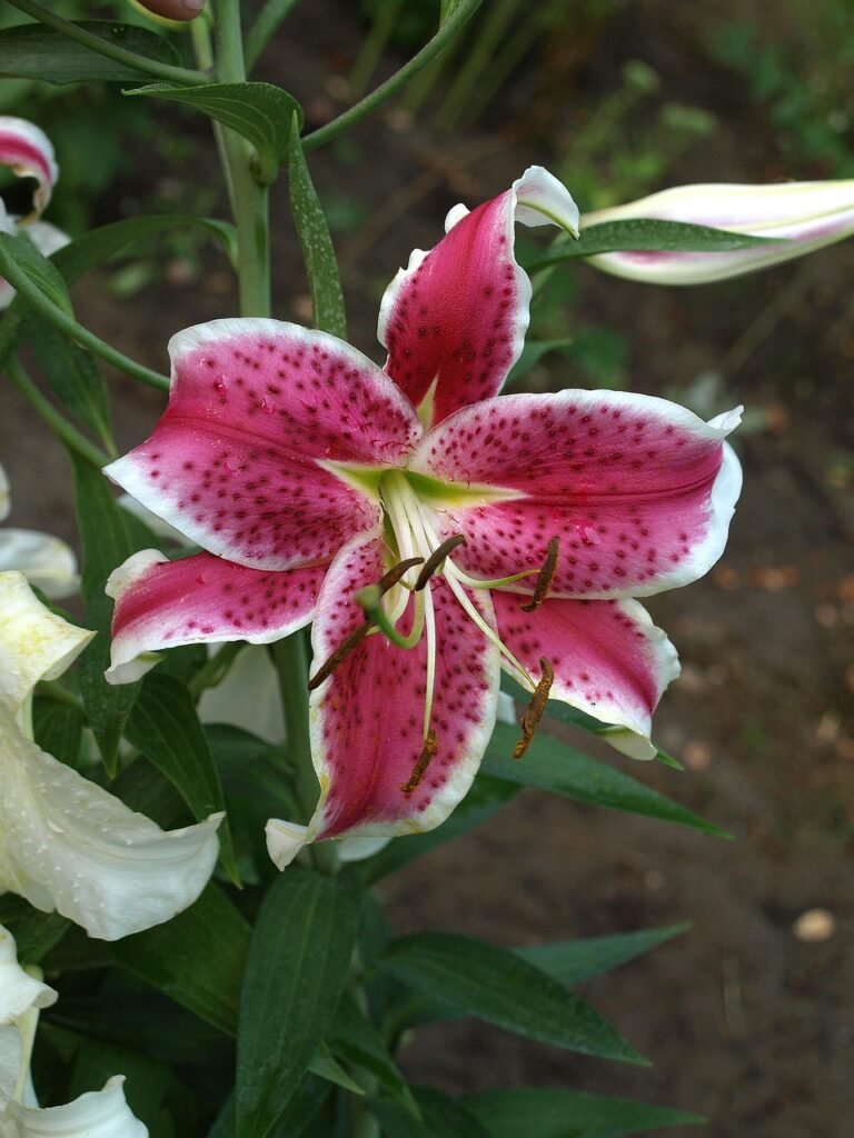 Oriental Lily
