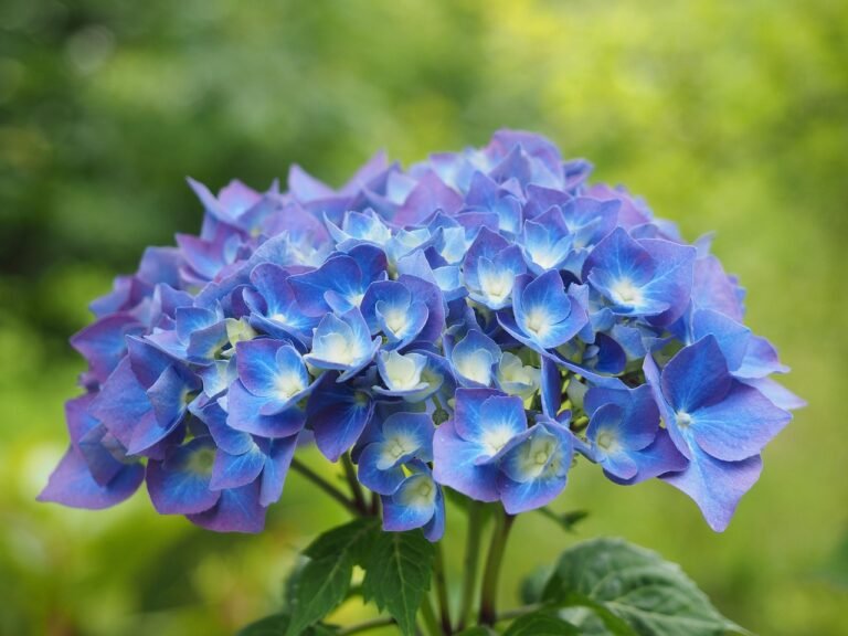 Hydrangea