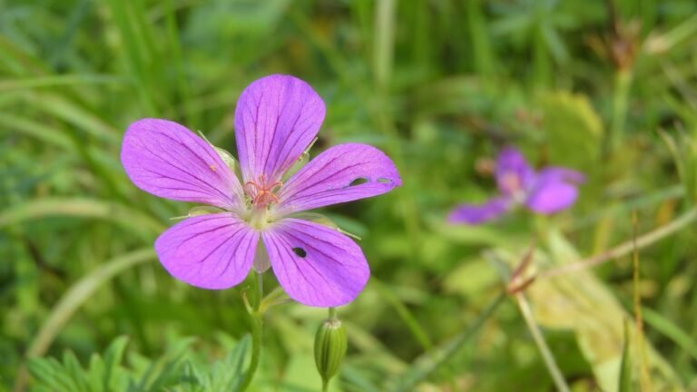 Hardy Geranium