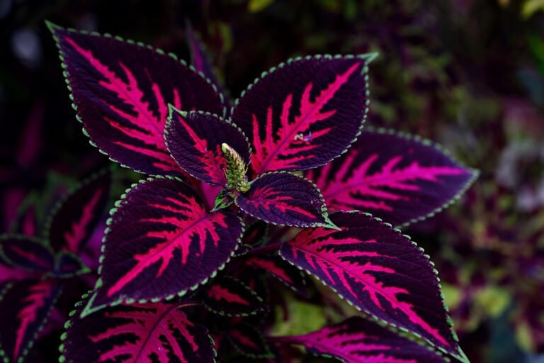 Coleus Pink Chaos