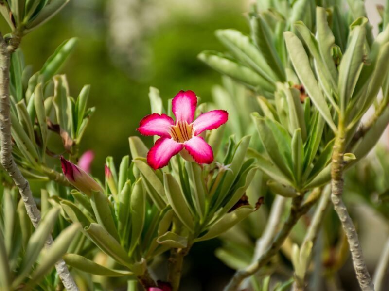 Desert rose