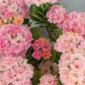 pexels-cigdem-i-seri-163348451-32032337