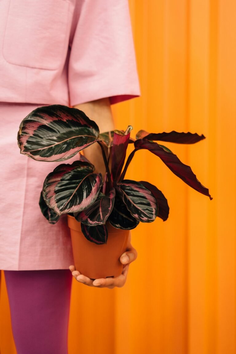 Calathea Roseopicta