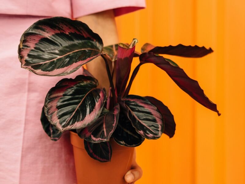 Hand Holding Flowerpot with Plant
