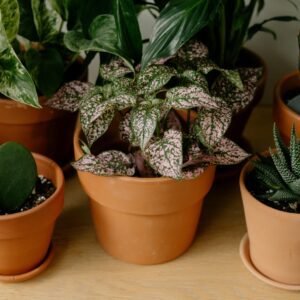 pexels-cottonbro-9707260