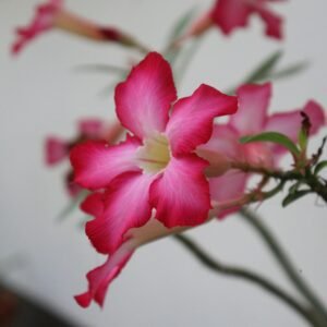 pexels-dean-alfred-narra-1220369-33028110