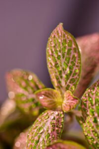 Close up image of Pink Fittonia