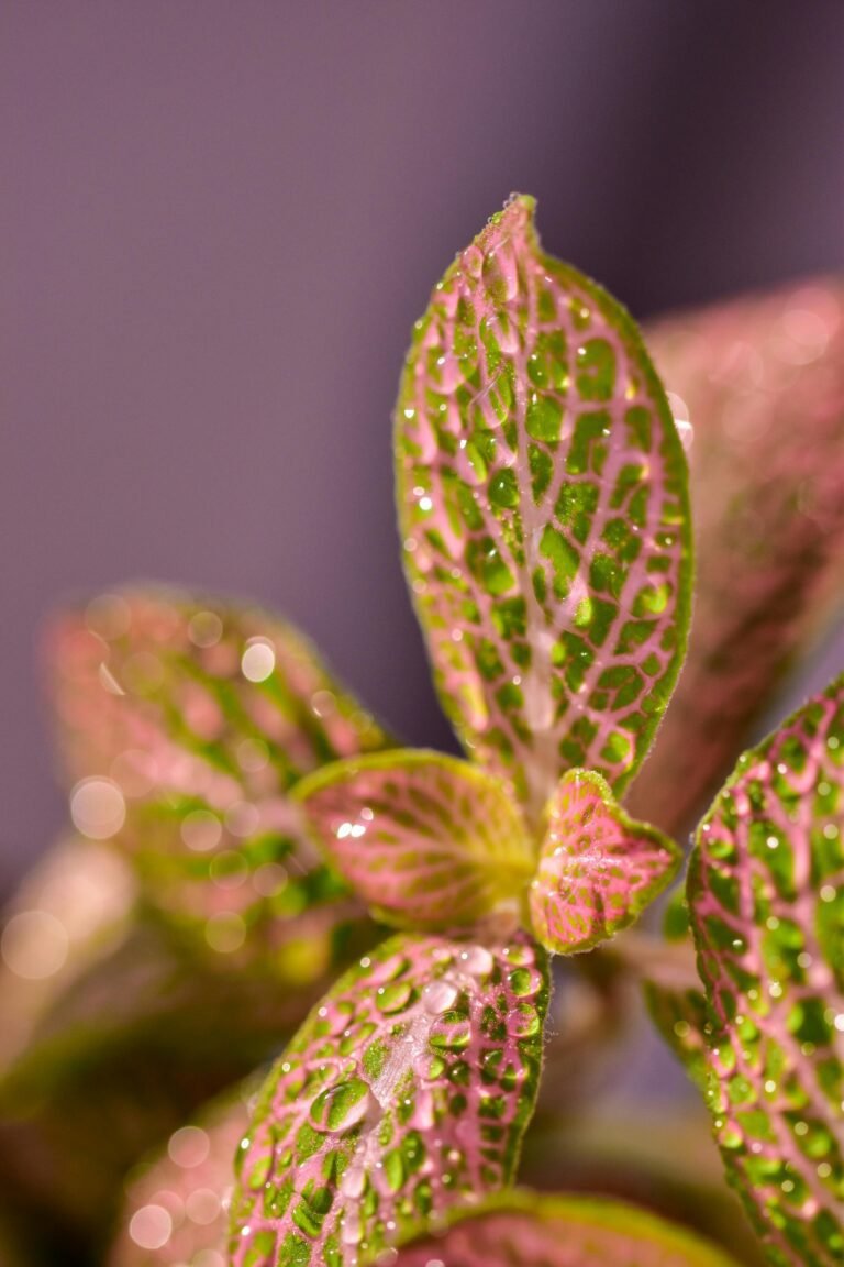 Fittonia Albivenis Pink Nerve Plant