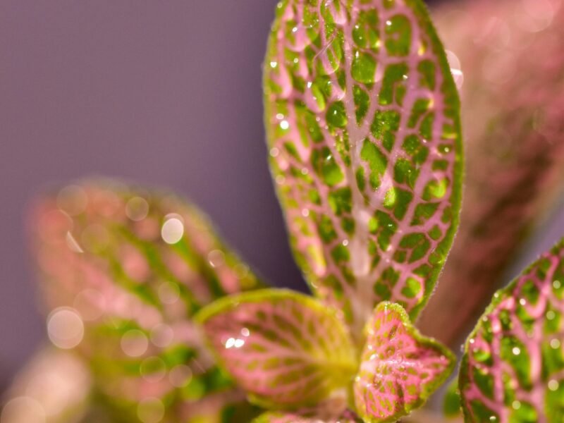 Close up image of Pink Fittonia