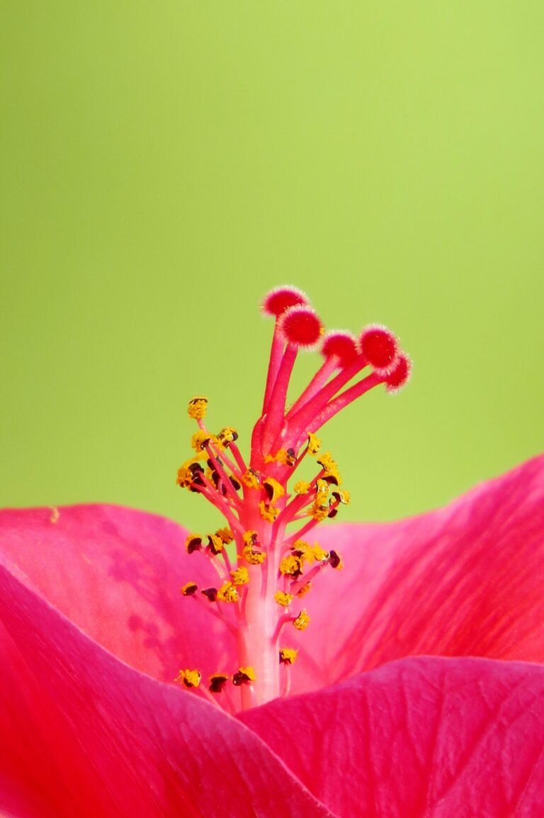 Pink Hibiscus