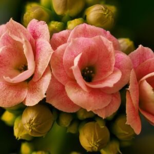 pexels-grzegorz-lewandowski-380083092-30988287