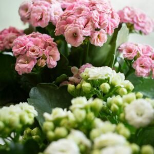 pexels-hanif-sarikaya-2146429225-30763523