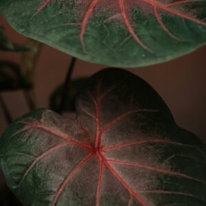 pexels-kh-ali-li-5908563