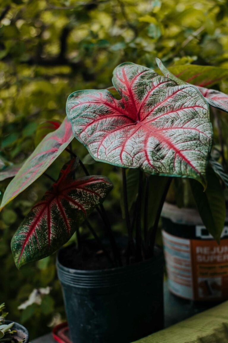 Caladium Pink Splash