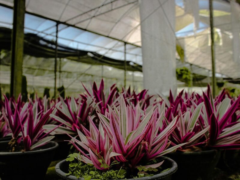 Close up image of Tradescantia ‘Nanouk’