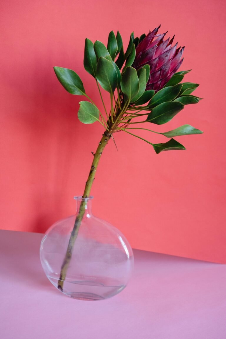 Indoor Houseplants