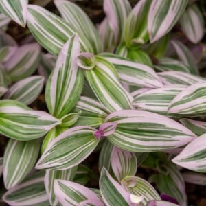 pexels-matej-bizjak-2148520448-30240662