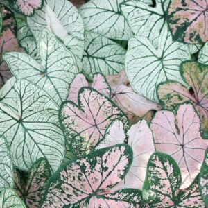 pexels-mdsnmdsnmdsn-1382393