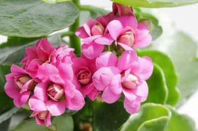 Close up image of pink Kalanchoe
