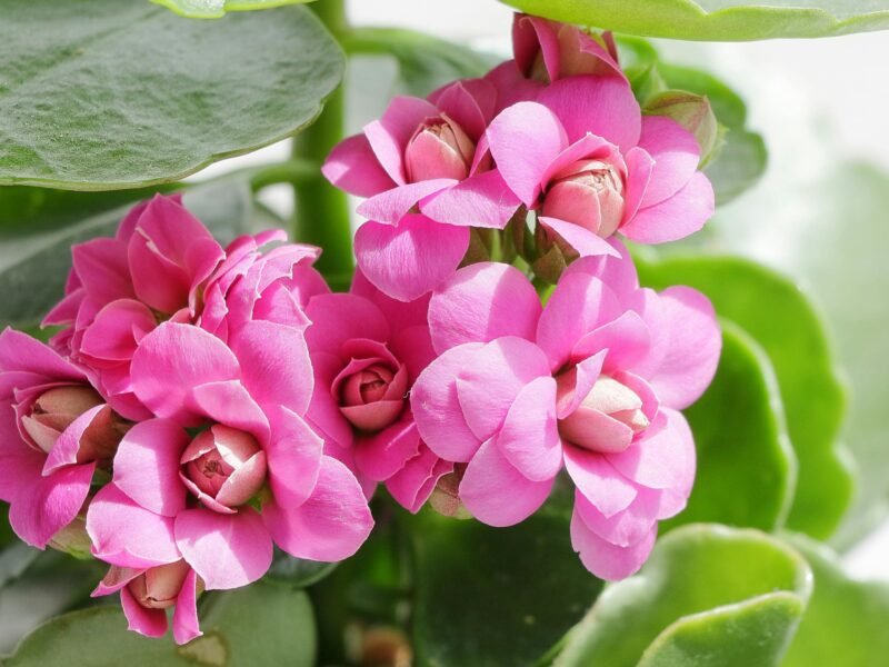 Close up image of pink Kalanchoe