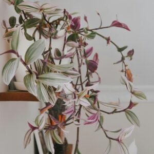 pexels-nondescript-17115891