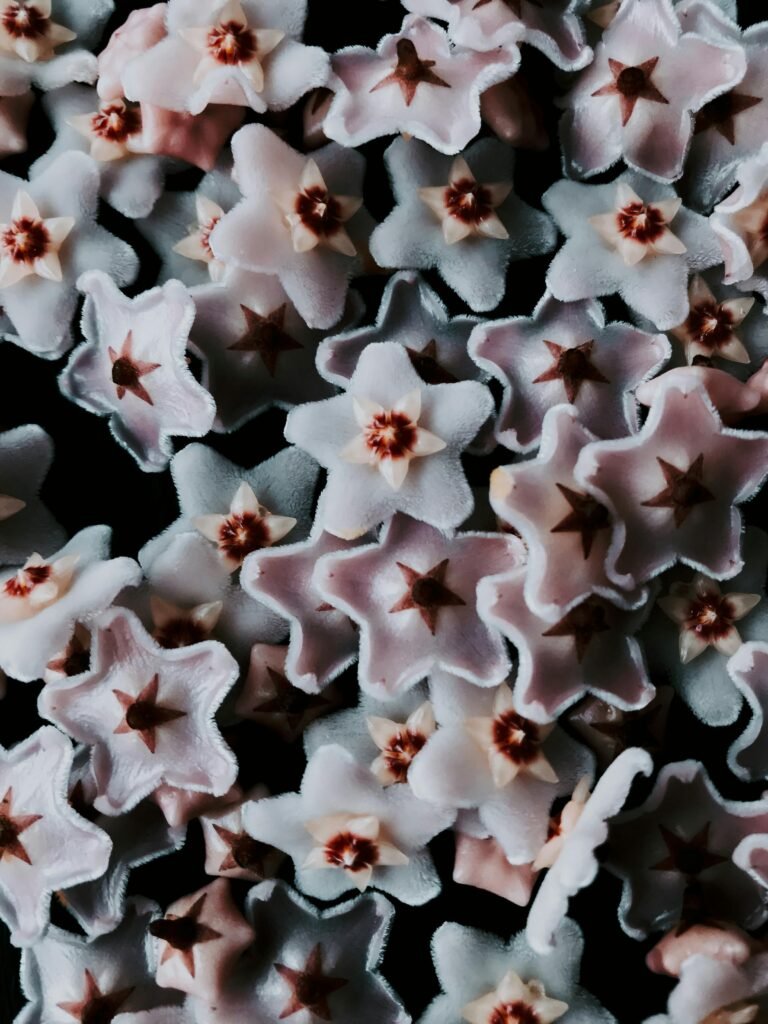 Hoya Krimson Queen