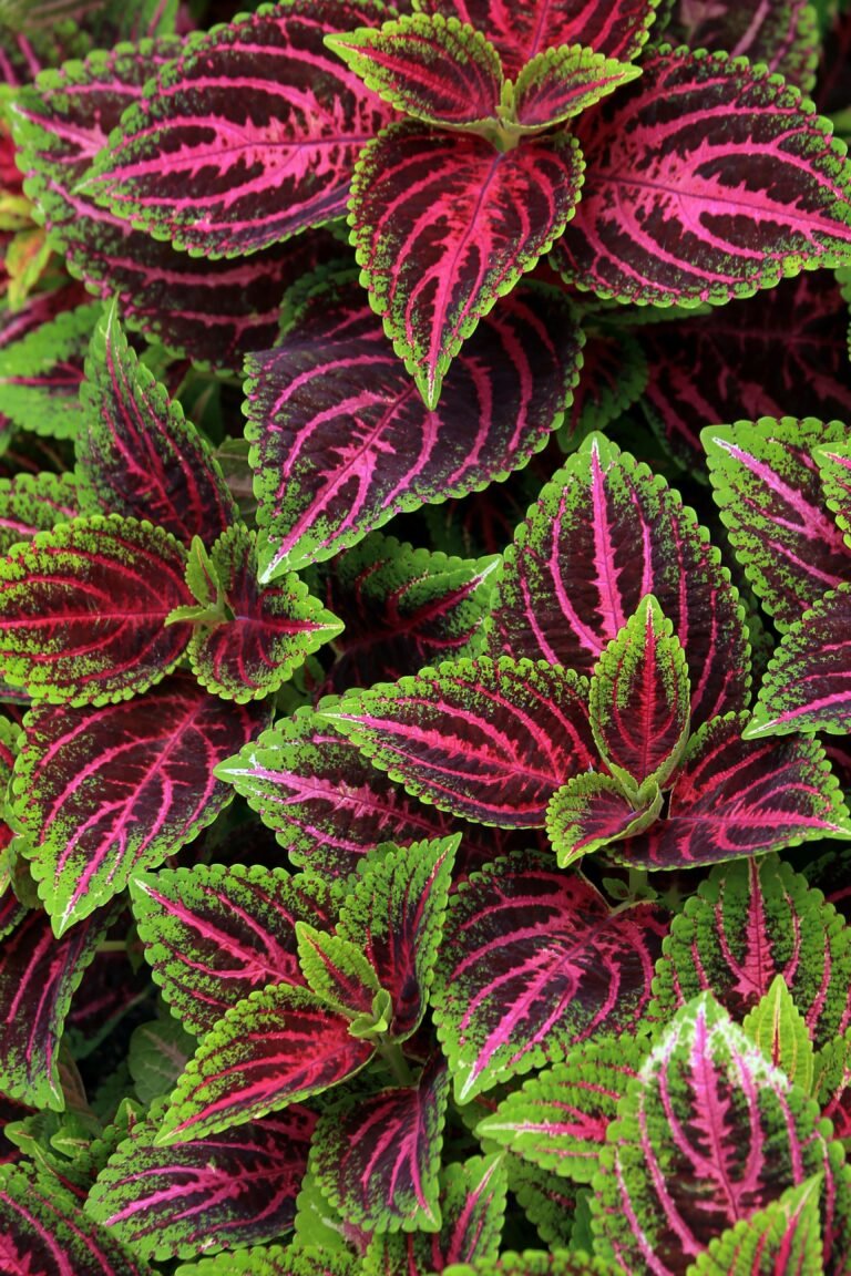Pink Variegated Coleus