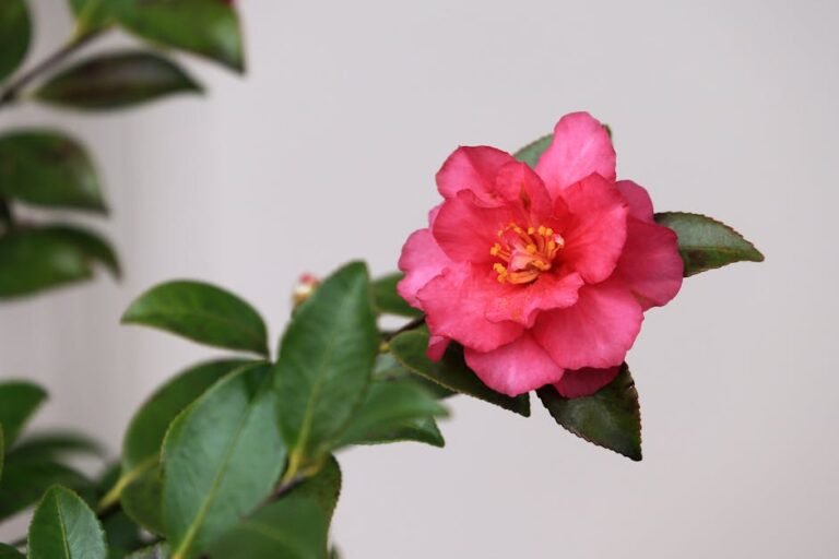 Sasanqua camellia
